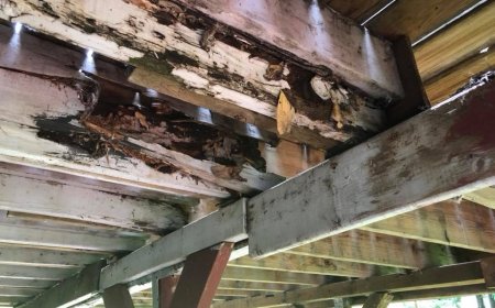 The Essential Termite Inspection Checklist for Baltimore Properties