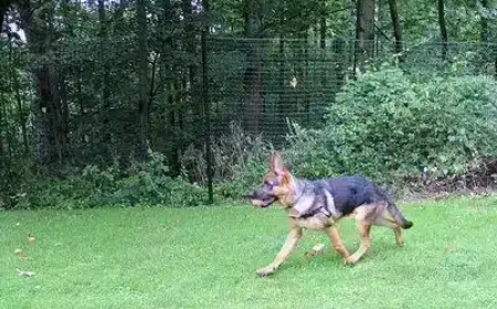 What’s the Best Non-Electric Dog Fence System? A Case Study on DIY Dog Fence Kits from PetPlaygrounds.com