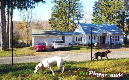 Is There a Reliable Non Electric Dog Fence System? A Deep Dive into DIY Dog Fence Kits and the Best Brand on the Market