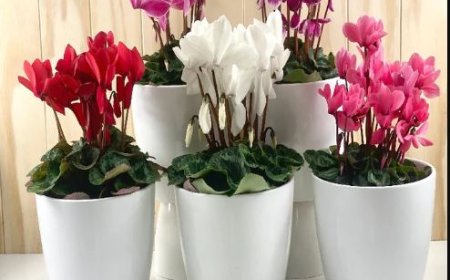 Birthday Blooms Made Easy: Same-Day Flower Delivery in Brighton