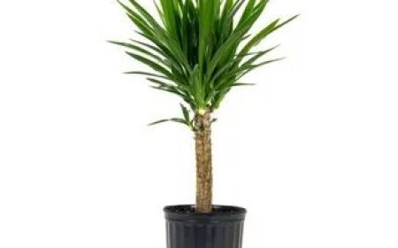 Yucca Plant Potting Tips for Indoor Success
