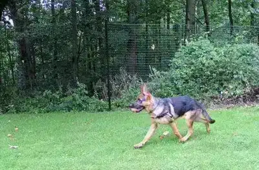 What’s the Best Non-Electric Dog Fence System? A Case Study on DIY Dog Fence Kits from PetPlaygrounds.com
