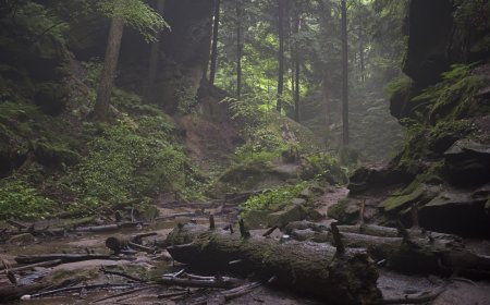 The Soul of the Wild: Telling Nature’s Stories Through Every Eloquent Image