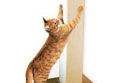 Why Every American Cat Owner Needs a Cat Scratching Mat