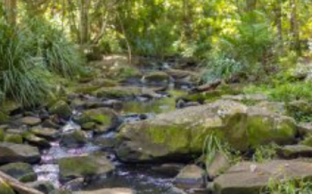 Why Building and Pest Inspection in Byron Shire Is Essential Before Buying Property