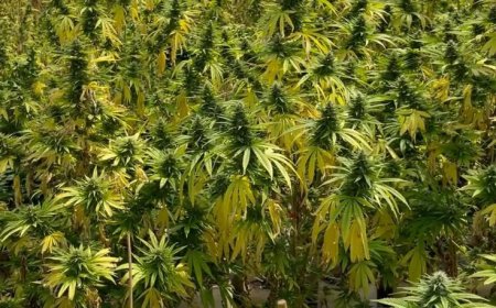 Inside the Best Vape Shops in the UK Right Now