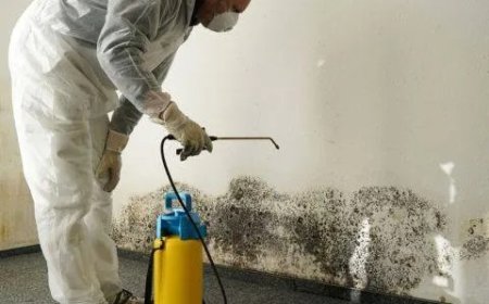 Fast & Safe Mold Removal in Alpharetta GA | Relief Remediation